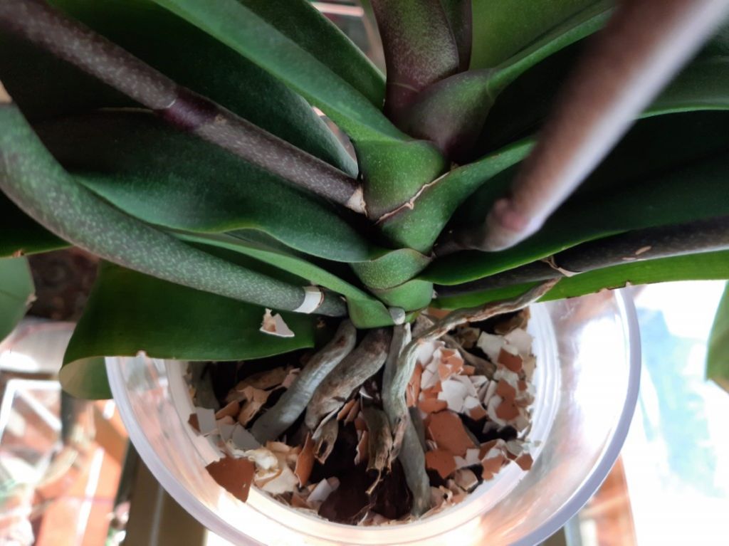 Adubo de Cascas de Ovo