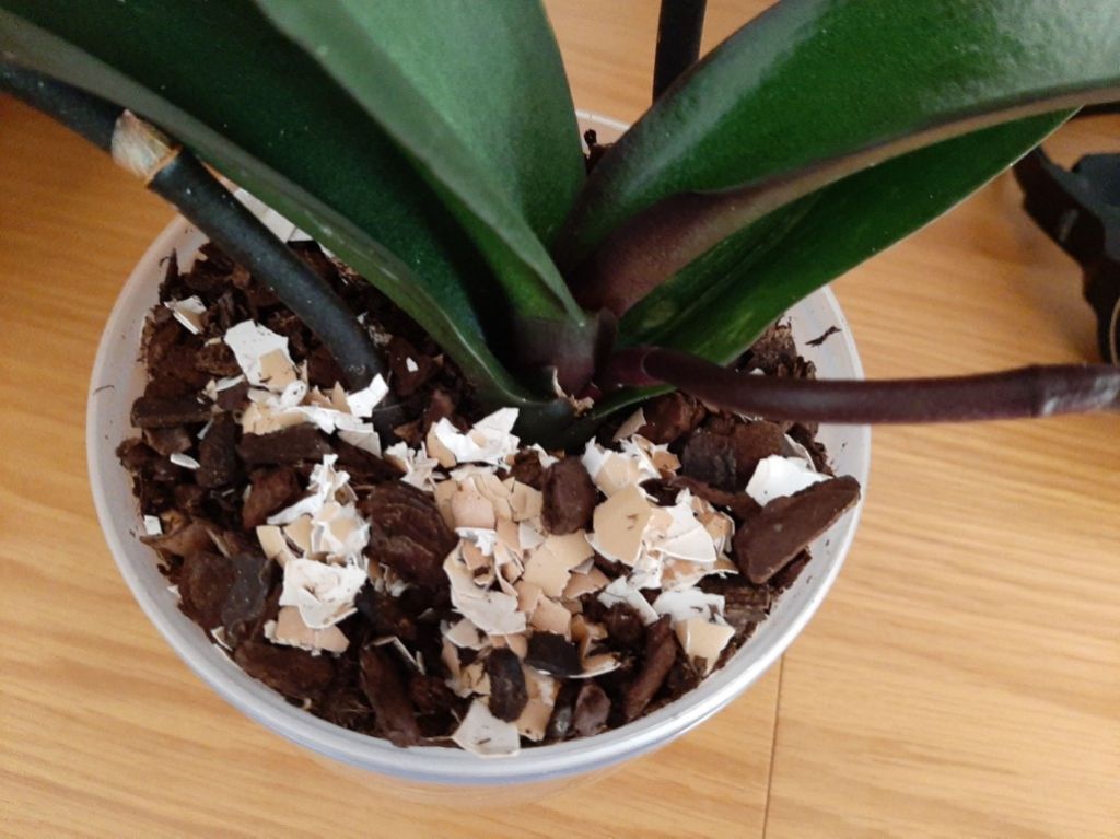 Adubo de Cascas de Ovo